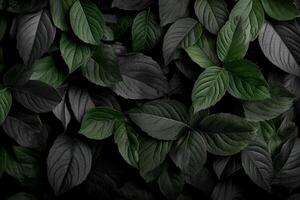 Diverse Green Leaves Create a Textured Pattern in a Natural Setting photo