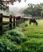 Horses Grazing in a Sunlit Meadow Near a Wooden Fence in a Tranquil Rural Setting. photo
