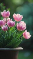 Beautiful Pink Tulips in a Terracotta Pot Displayed in a Garden Setting. photo