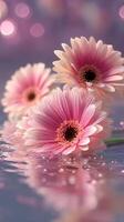 Pink Gerbera Daisies Floating on Calm Water With Soft Bokeh Effect During Evening Light photo