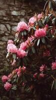 Bright Pink Rhododendron Flowers Blooming on a Rocky Wall in a Serene Garden Setting. photo
