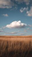 Vast Golden Fields Under a Bright Blue Sky With Fluffy Clouds Moving Slowly photo