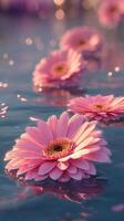 Pink Daisies Floating on Water Create a Serene Atmosphere in a Tranquil Setting. photo