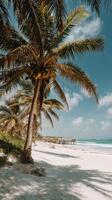 Tranquil Beach With Palm Trees and Clear Blue Skies Near the Ocean photo