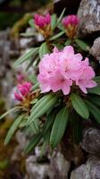 Bright Pink Rhododendron Flowers Blooming on a Rocky Wall in a Serene Garden Setting photo