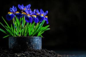 Vibrant Purple Irises Blooming in a Black Pot With Dark Soil Background photo