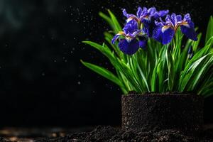 Vibrant Purple Irises Blooming in a Black Pot With Dark Soil Background. photo