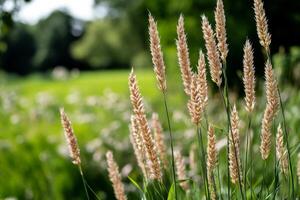 Tall Grass Swaying in the Wind on a Sunny Day in a Lush Green Field photo