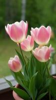 Pink Tulips Blooming in a Garden on a Sunny Spring Day photo