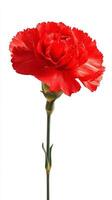 Bright Red Carnation Flower Showcasing Vibrant Petals and Delicate Green Stem. photo