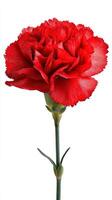 Vibrant Red Carnation Flower Blooming With Delicate Petals Against a Plain Background photo