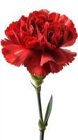 Vibrant Red Carnation Flower Blooming With Delicate Petals Against a Plain Background. photo