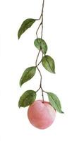 Fresh Peach Hanging From a Branch With Green Leaves in Bright Light Setting photo