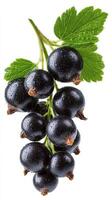 Clusters of Fresh Black Currants With Green Leaves on a White Background photo
