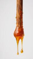 Natural Amber Resin Dripping From a Tree Branch With a Smooth Texture in Natural Light. photo