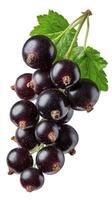 Black Currants on a Green Leaf With Water Droplets in a Bright Setting. photo
