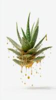 Aloe Vera Plant Dripping With Golden Nectar on a White Background photo