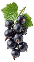 Black Currants on a Green Leaf With Water Droplets in a Bright Setting photo