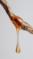 Natural Amber Resin Dripping From a Tree Branch With a Smooth Texture in Natural Light photo