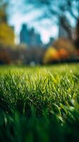 Fresh Green Grass in a Vibrant Urban Park Under Bright Blue Skies in Autumn Season photo