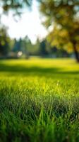 Fresh Green Grass in a Vibrant Urban Park Under Bright Blue Skies in Autumn Season. photo