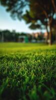 Green Grass in a Park During Golden Hour With Trees and Soft Sunlight Illuminating the Area photo