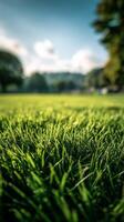 Green Grass in a Park During Golden Hour With Trees and Soft Sunlight Illuminating the Area. photo