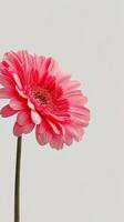 Pink Gerbera Daisy Close-Up on a Simple Background in Natural Lighting photo