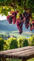 Grapes Hanging From Vine in Vineyard With Lush Green Hills in the Background During Late Afternoon Light photo