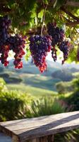 Grapes Hanging From Vine in Vineyard With Lush Green Hills in the Background During Late Afternoon Light. photo
