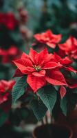 Vibrant Red Poinsettia Blooms Brighten up a Garden During the Holiday Season photo