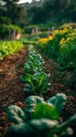 Fresh Green Spinach Growing in a Sunlit Garden Bed During Early Morning Hours. photo