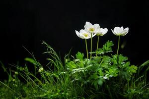 White Flowers Bloom Amidst Green Grass in a Dark Background Exterior Setting photo