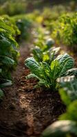 Bright Green Spinach Growing in an Organic Garden During the Golden Hour of the Evening photo