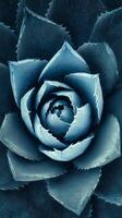 Intricate Spiral Design of a Blue Agave Plant Showcasing Natural Beauty and Symmetry. photo