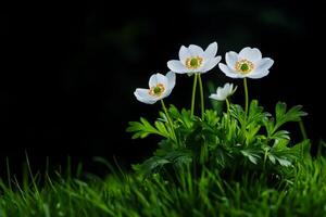 White Flowers Blooming in Green Grass Under Natural Light photo