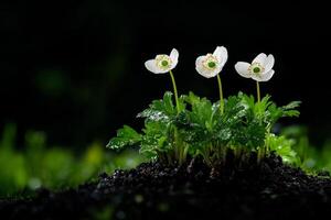 White Flowers Bloom Amidst Green Grass in a Dark Background Exterior Setting. photo