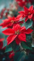 Stunning Red Poinsettia Plant Blooms in a Cozy Indoor Garden Setting During Festive Season. photo