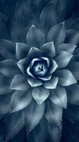 Beautiful Blue Rose With Intricate Details and Textured Background in an Artistic Style. photo