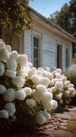 Charming White Hydrangeas Line the Path to a Quaint Cottage in a Serene Garden Setting. photo