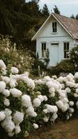 Charming Thatched Cottage Surrounded by Blooming White Hydrangeas in a Serene Garden Setting. photo