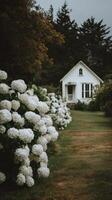 Charming White Hydrangeas Line the Path to a Quaint Cottage in a Serene Garden Setting photo