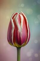 Single tulip bud in red and white tones against soft pastel background photo