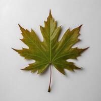 Single green and yellow maple leaf isolated on white textured background. Autumn transition symbol photo