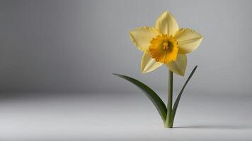Single yellow daffodil flower on gray background, minimalist spring concept with clean lines and natural floral beauty photo