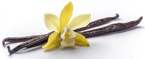The delicate yellow orchid flower with vanilla beans on a white backdrop. photo