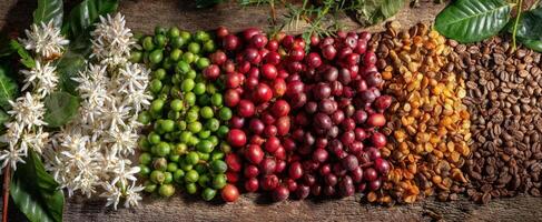 The beautiful progression of coffee from flower to processed bean photo