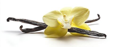 The elegant yellow orchid and vanilla pods on a bright background photo