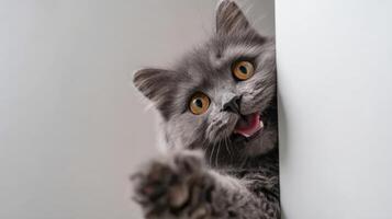 The adorable gray cat playfully peeking around the corner with excitement. photo