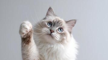 The adorable cat reaching out with its paw in a playful pose. photo